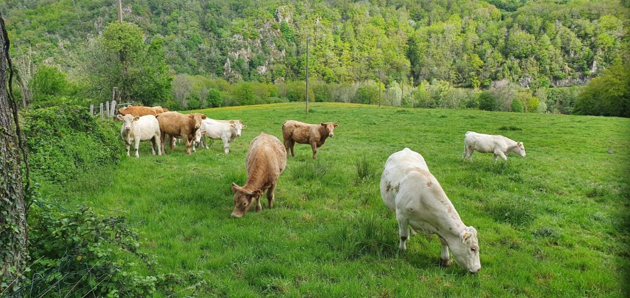 Chalets Lavaux Pouzol エクステリア 写真
